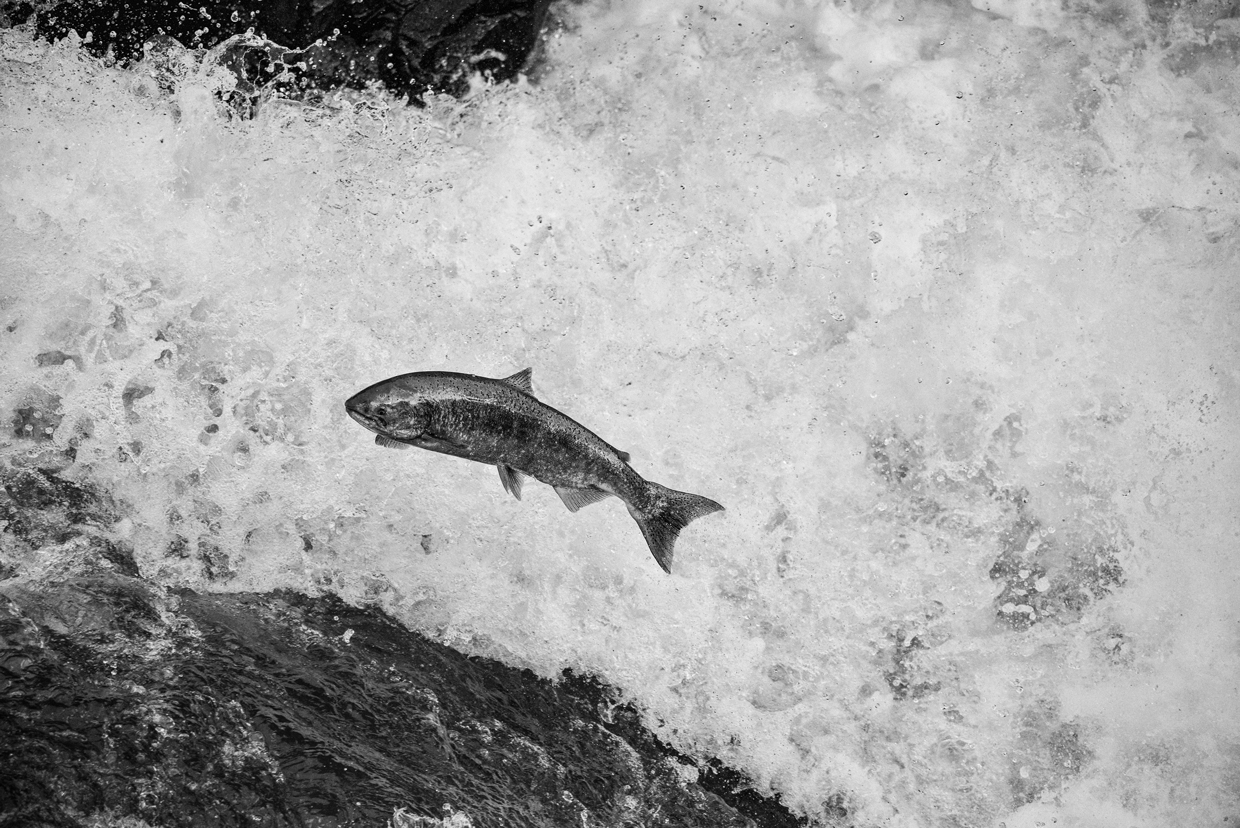Salmon migrating upriver on the Klickitat