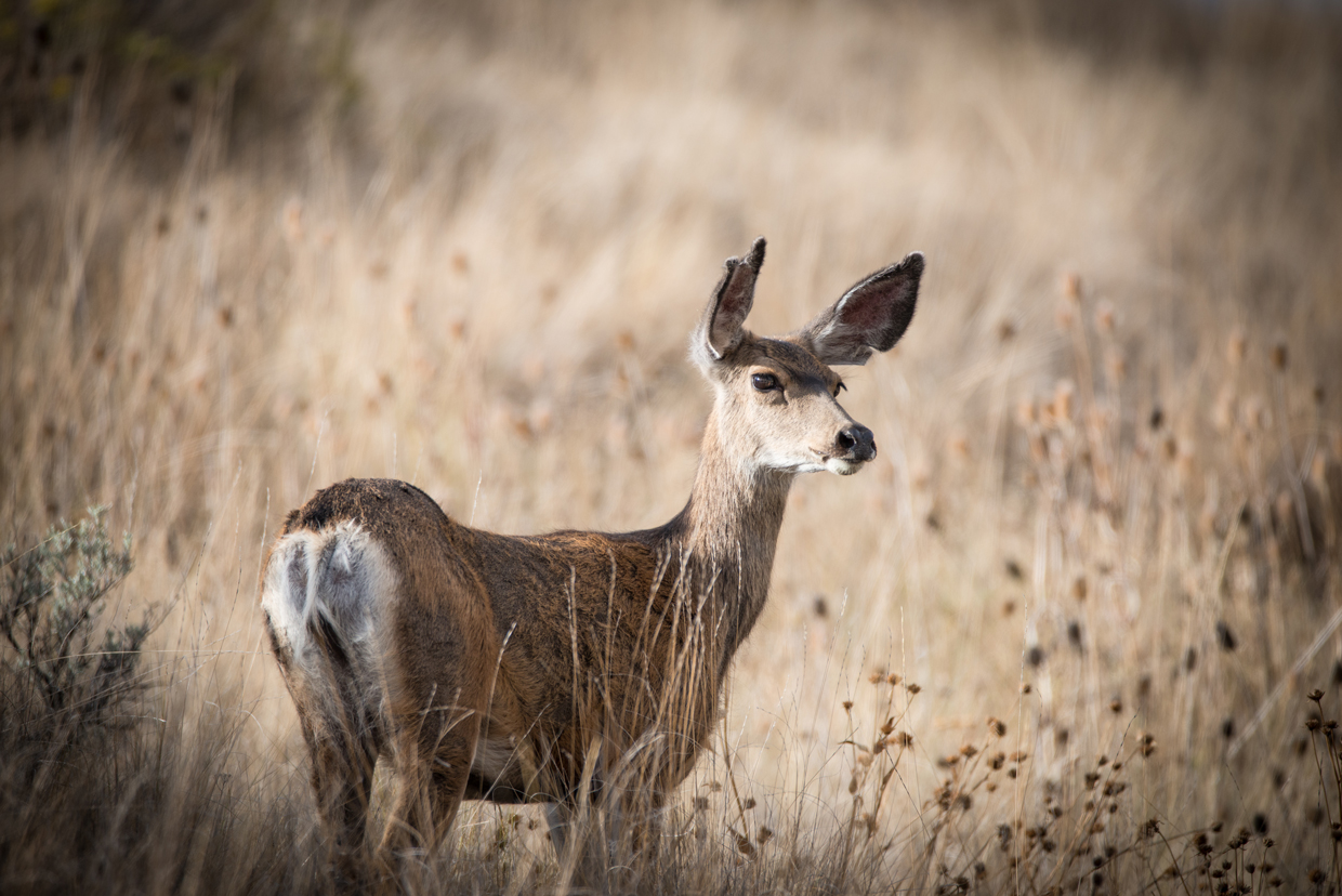 Mule deer (pictured) and black-tailed deer ranges overlap in Klickitat Canyon