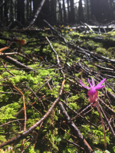 calypso orchid (Calypso bulbosa) found at the Icicle Creek tradeland