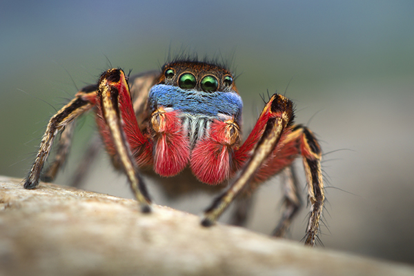 5,267 Jumping Spider Stock Photos, High-Res Pictures, and Images - Getty  Images