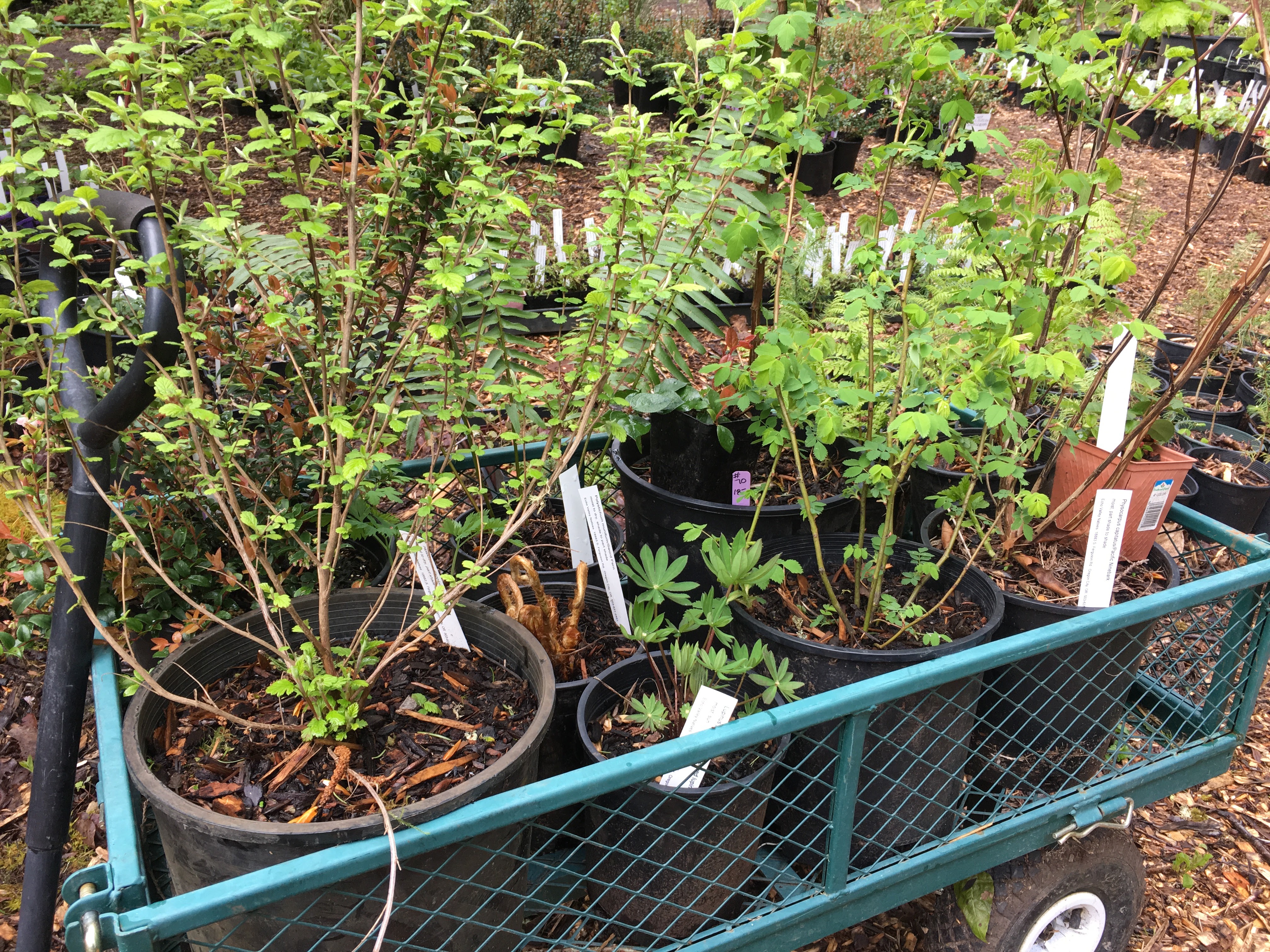 Volunteer For The Backyard Habitat Spring Native Plant Volunteer For The Backyard Habitat Spring Native Plant