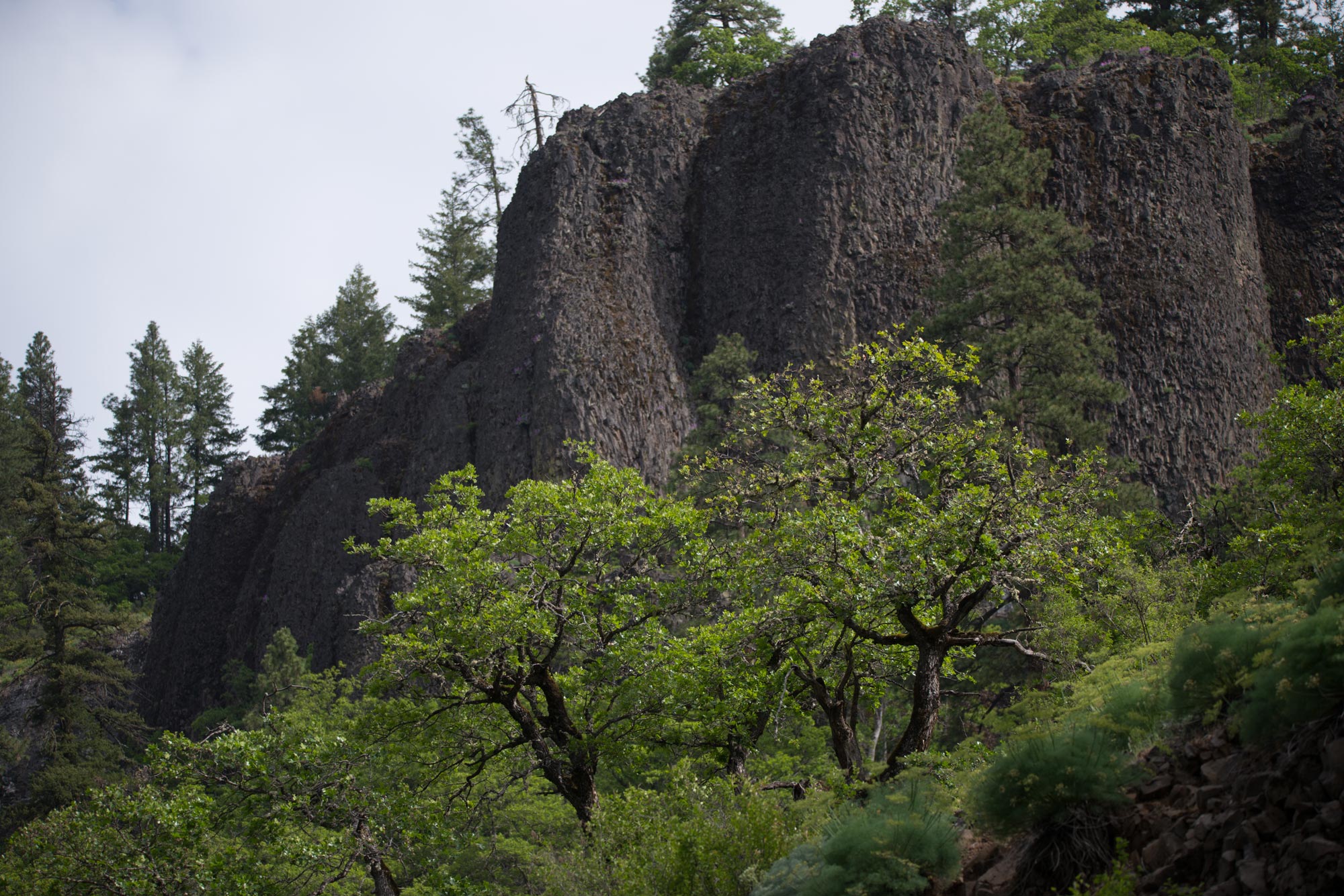 Oaks beneath basalt columns in the Klickitat Canyon