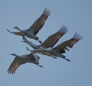 Four sandhill cranes fly in formation against a blue sky