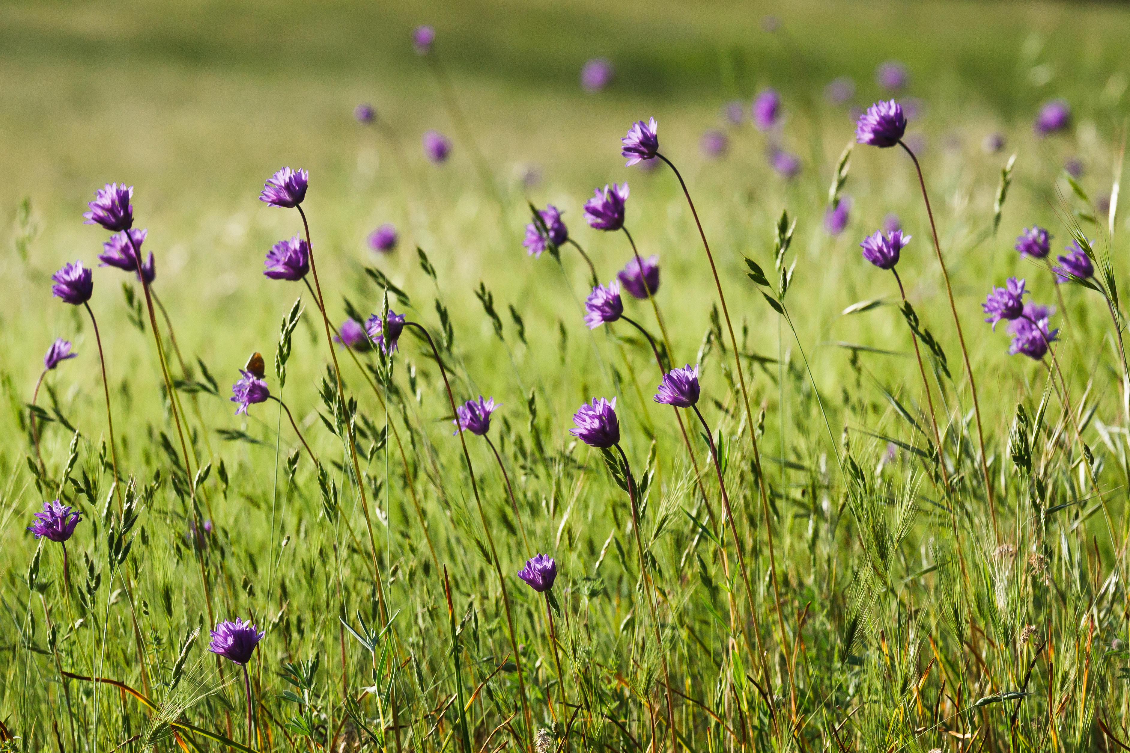 BallHead Cluster Lilies in Meadow4475 Columbia Land Trust
