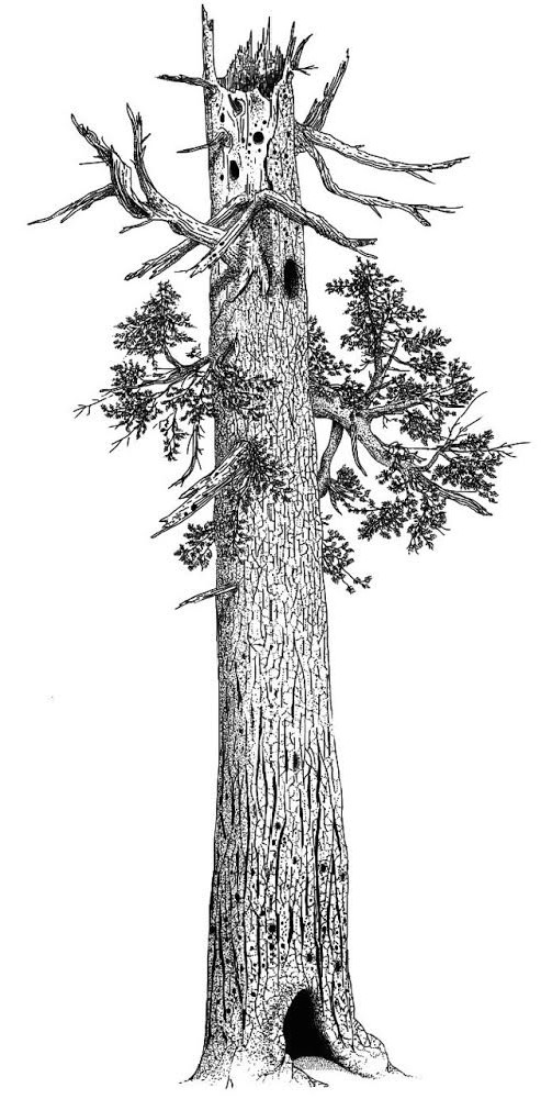 Illustration of a snag, a dying tree that offers habitat for cavity-dwelling wildlife. Art by Brian French