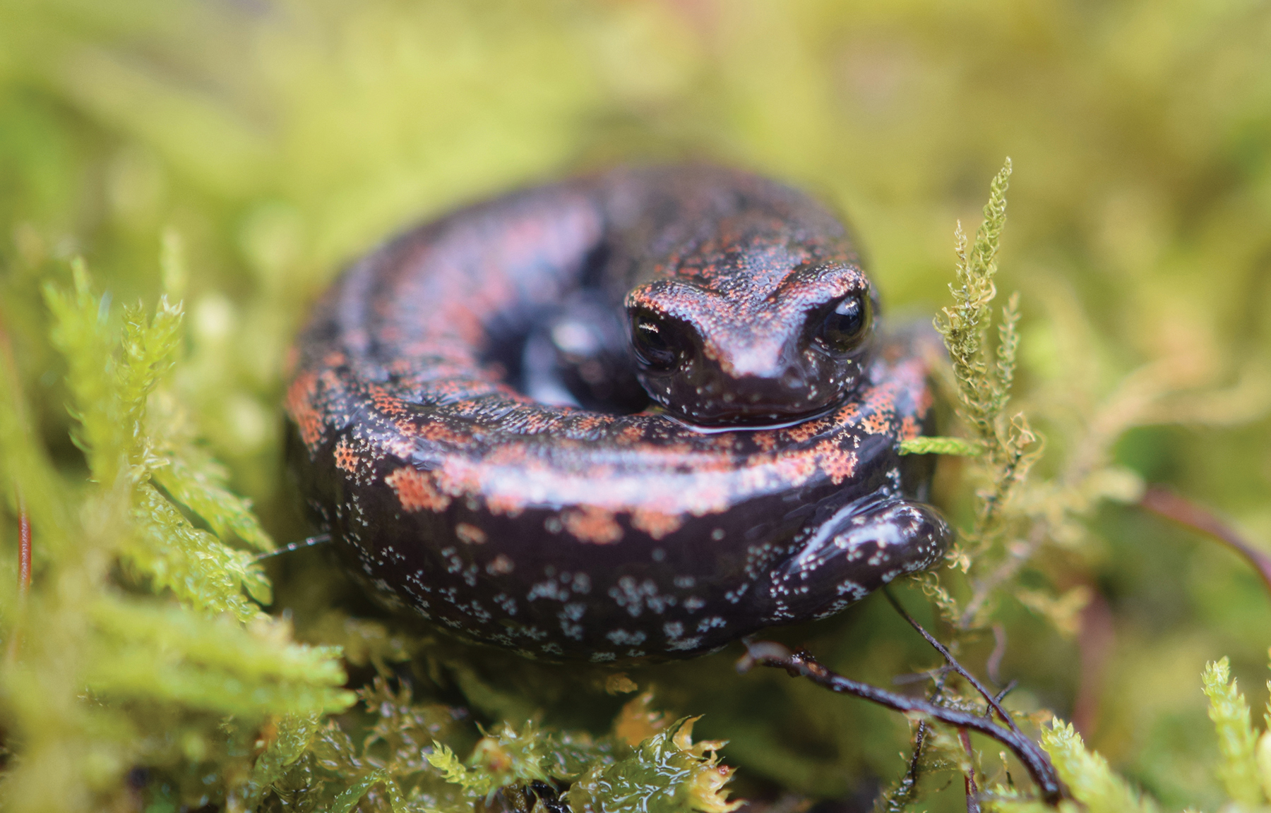 Species Spotlight Oregon Slender Salamander Columbia Land Trust