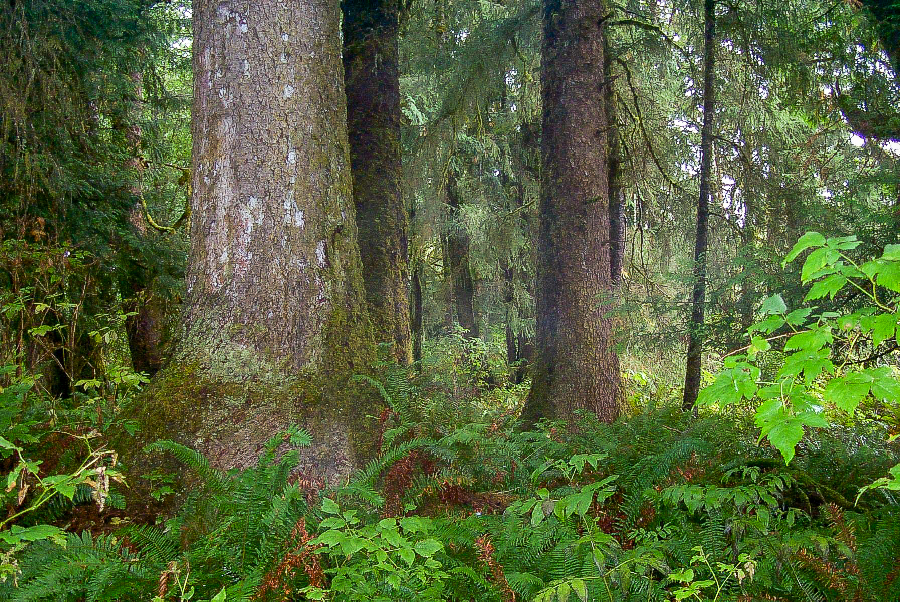 Trading Forested Places - Columbia Land Trust