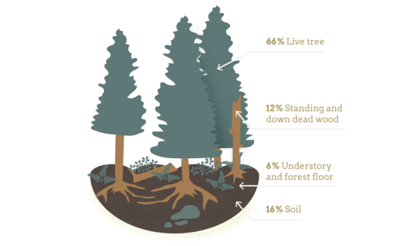 diagram showing distribution of carbon in a Douglas-fir forest (75 years old)