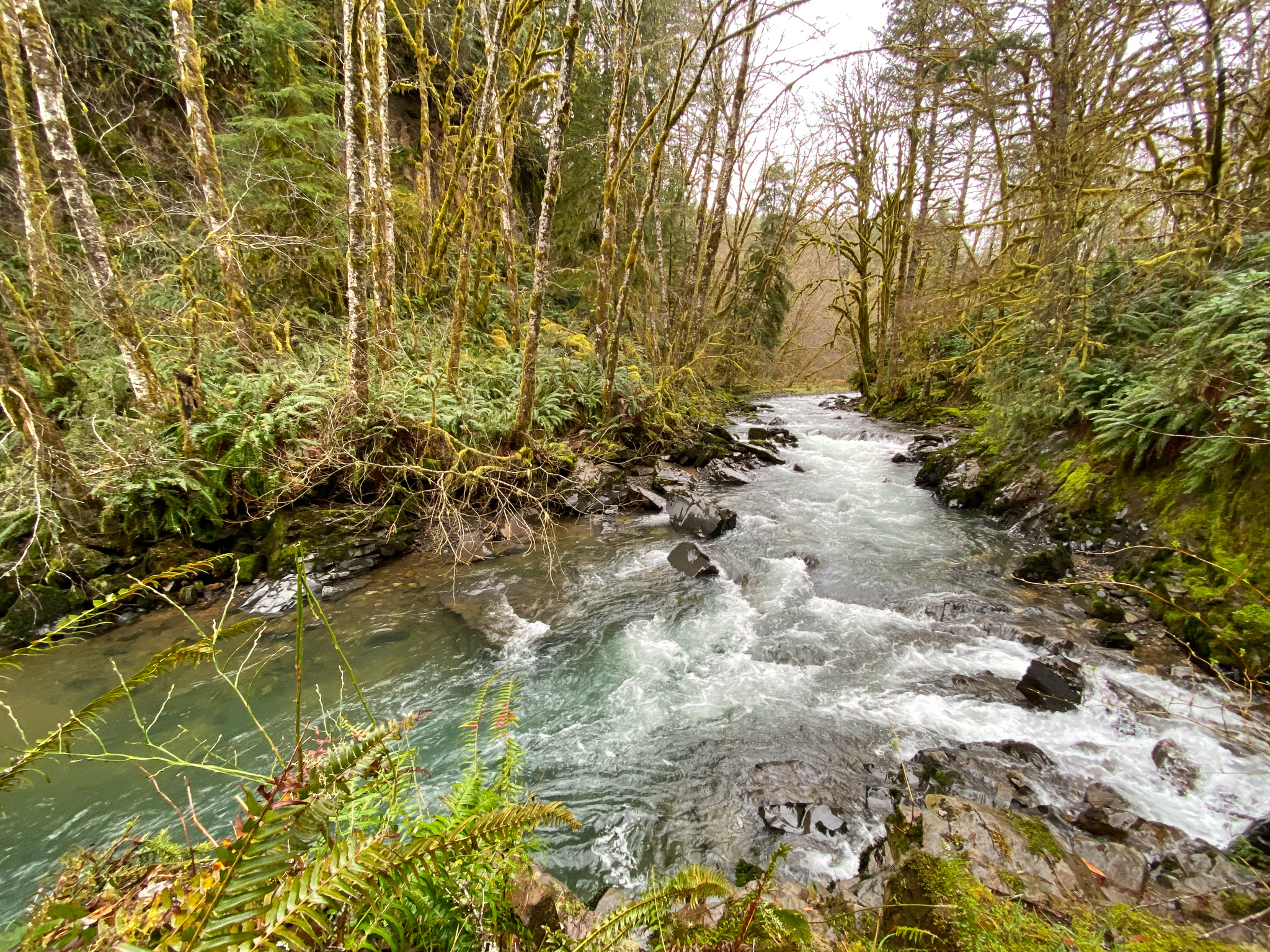 West Fork Grays River