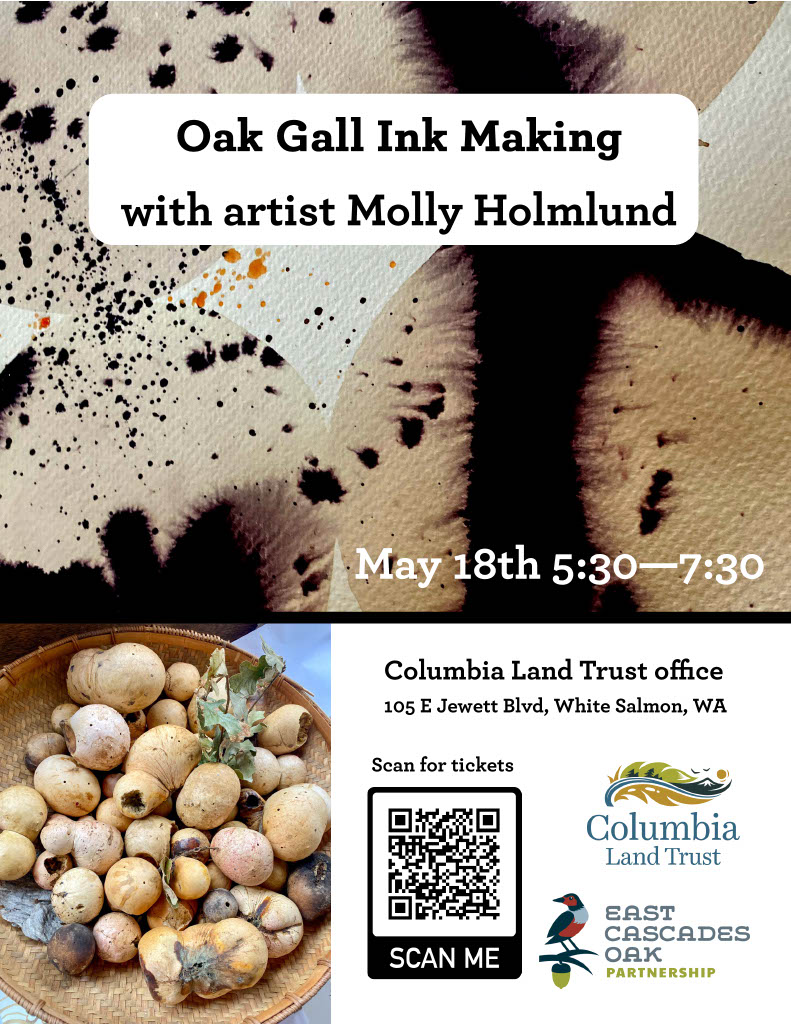 Oak Gall Ink Making Columbia Land Trust