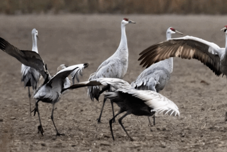 The return of sandhill cranes: Our fall wildlife tours continue with birdwatching opportunities at Cranes' Landing.