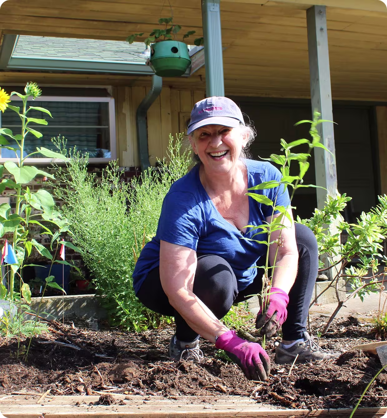 Woman with a blue shirt and baseball cap smiling while planting in a garden, with a tall sunflower nearby.