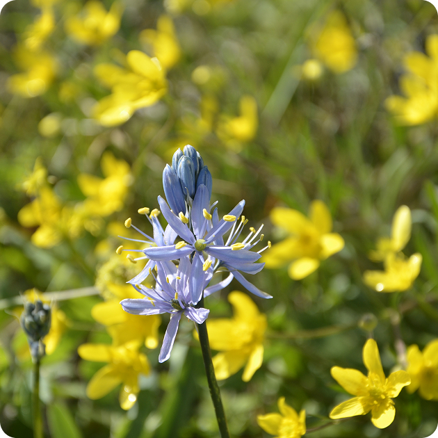 Wildflower in the Pacific Northwest