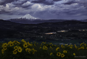 A view of Mt Hood and city lights in the distance, with balsamroot flowers in the foreground