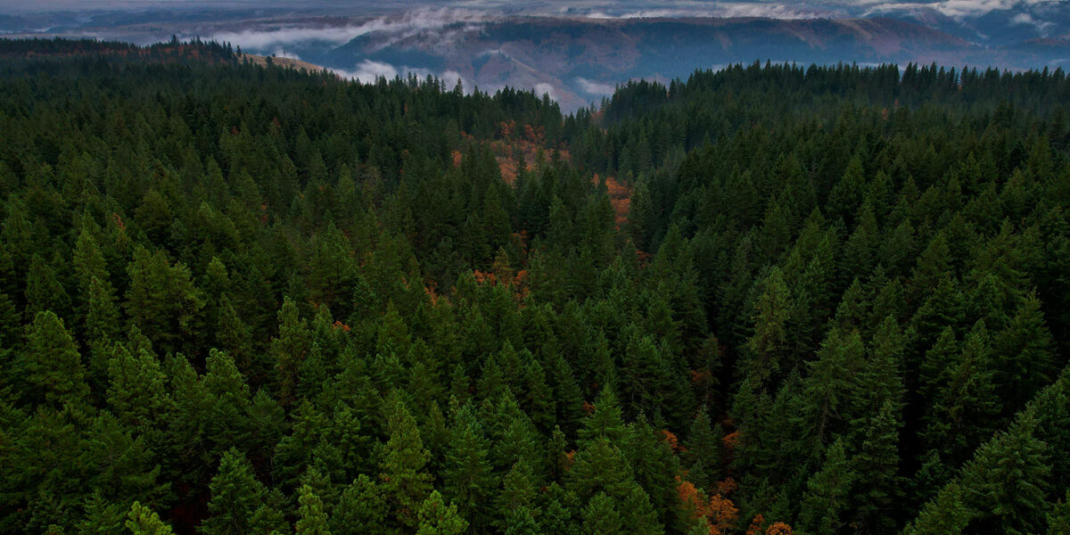 The Strategy and Science Behind Forest Management