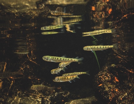 Partners Inter-Fluve and Kerry Island: Columbia Land Trust visit an estuary restoration site three years post construction, with an eye on the future.
