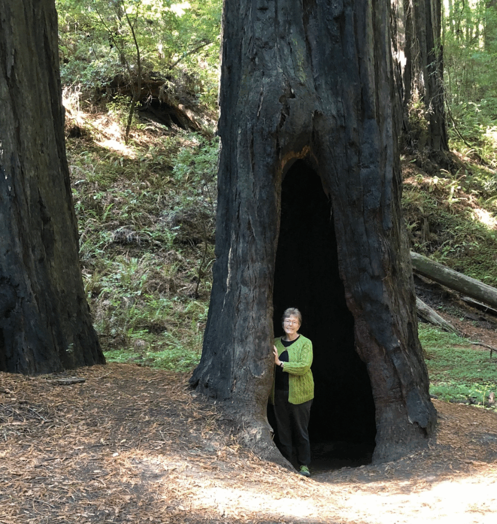 woman wearing green sweater and a smile stands in a cavity in a large tree that has been burned by a fire