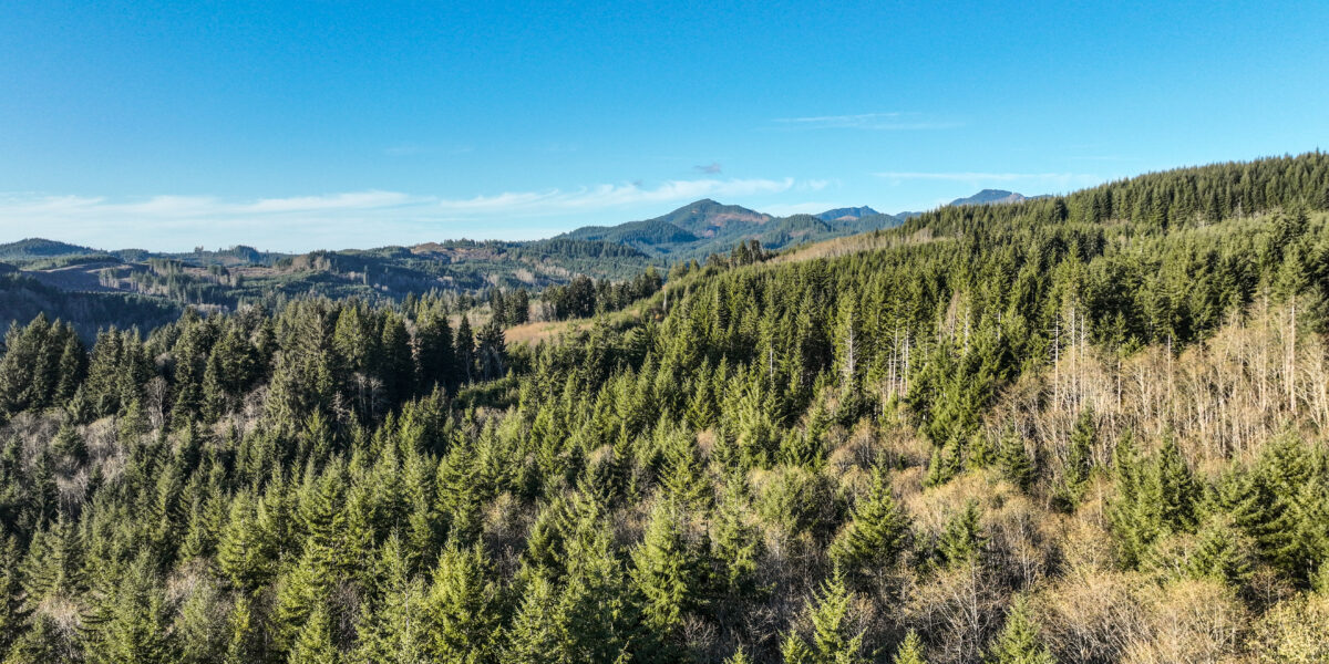 a broad view of a washington coastal forest with many douglas fir trees