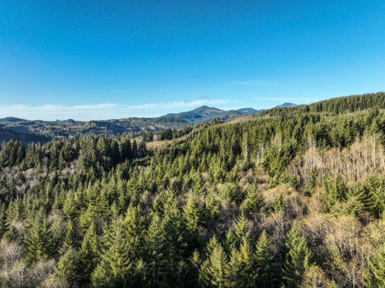 a broad view of a washington coastal forest with many douglas fir trees