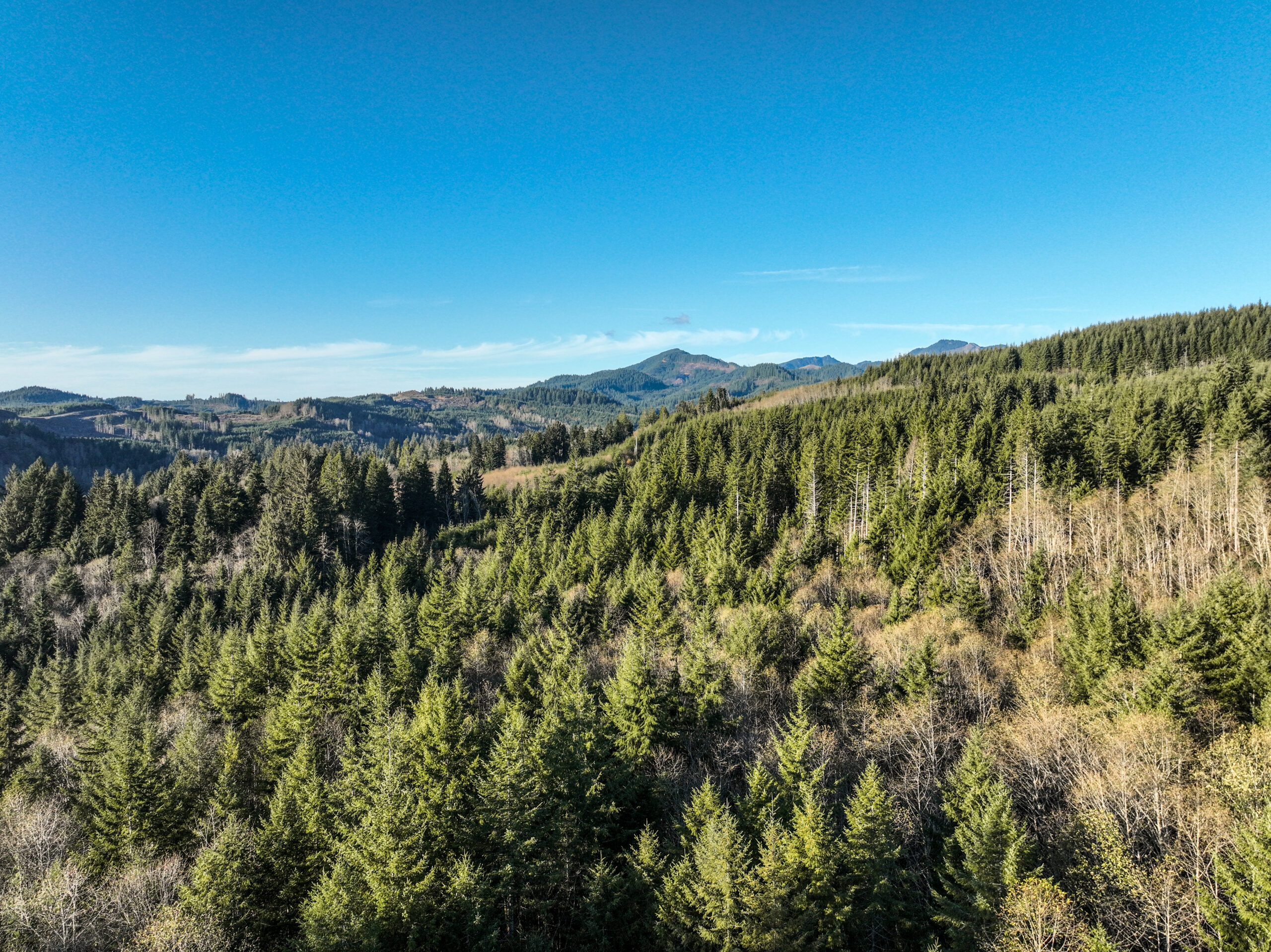 a broad view of a washington coastal forest with many douglas fir trees