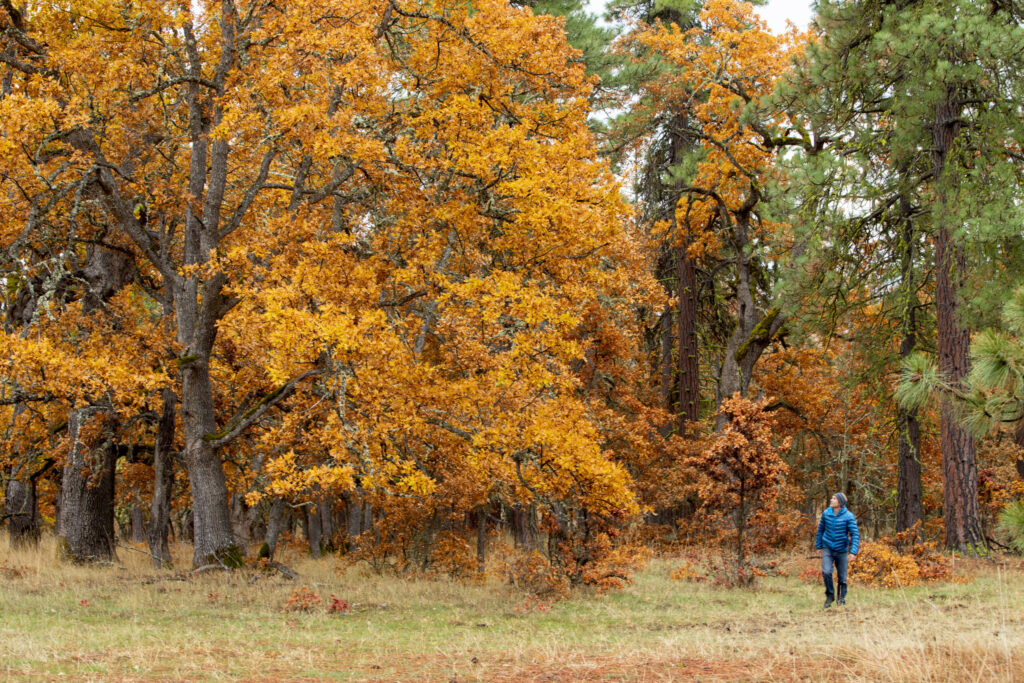 a man in a blue jacket walks in a prairie field looking at tall oak trees in the fall
