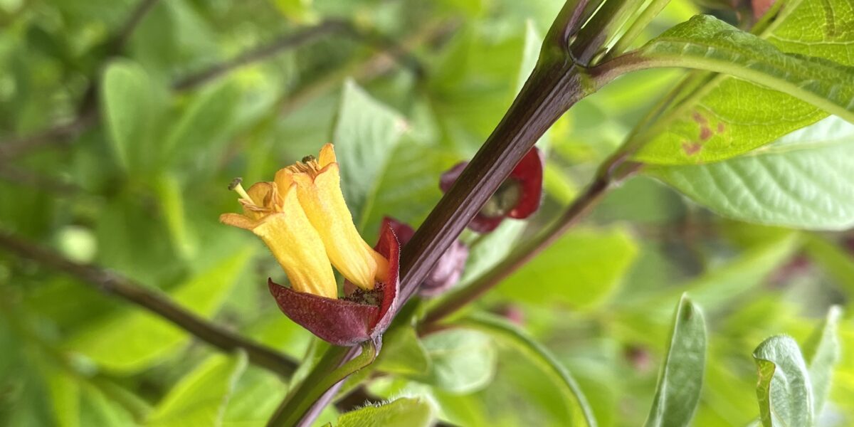 a yellow blooming twinberry flower