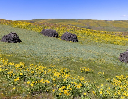 An aerial, high-angle view of a river with a waterfall flowing through a forest. The forest on the right is dense with lush, green evergreen trees, while the forest on the left is composed of bare, grey deciduous trees, creating a stark visual contrast.
