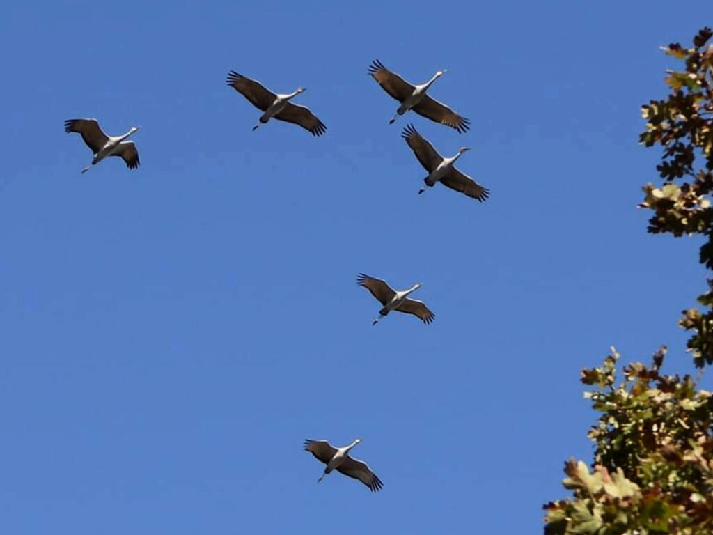six cranes fly against a blue sky in a v formation