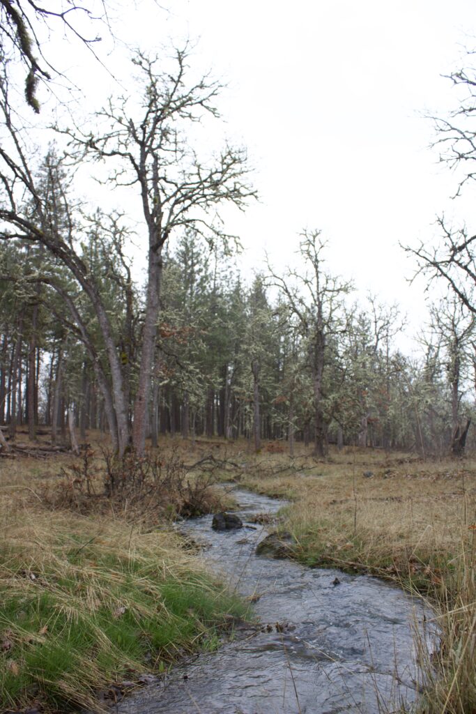 a small creek runs through an open forest area on a winter day
