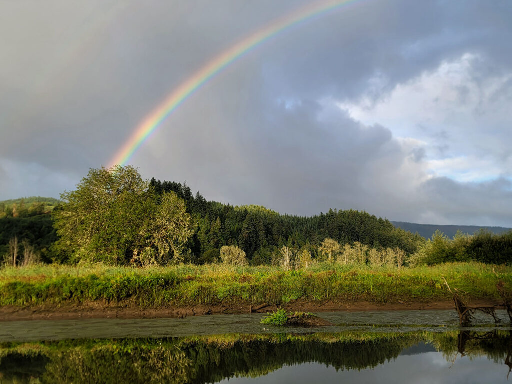 a rainbow over a wetland