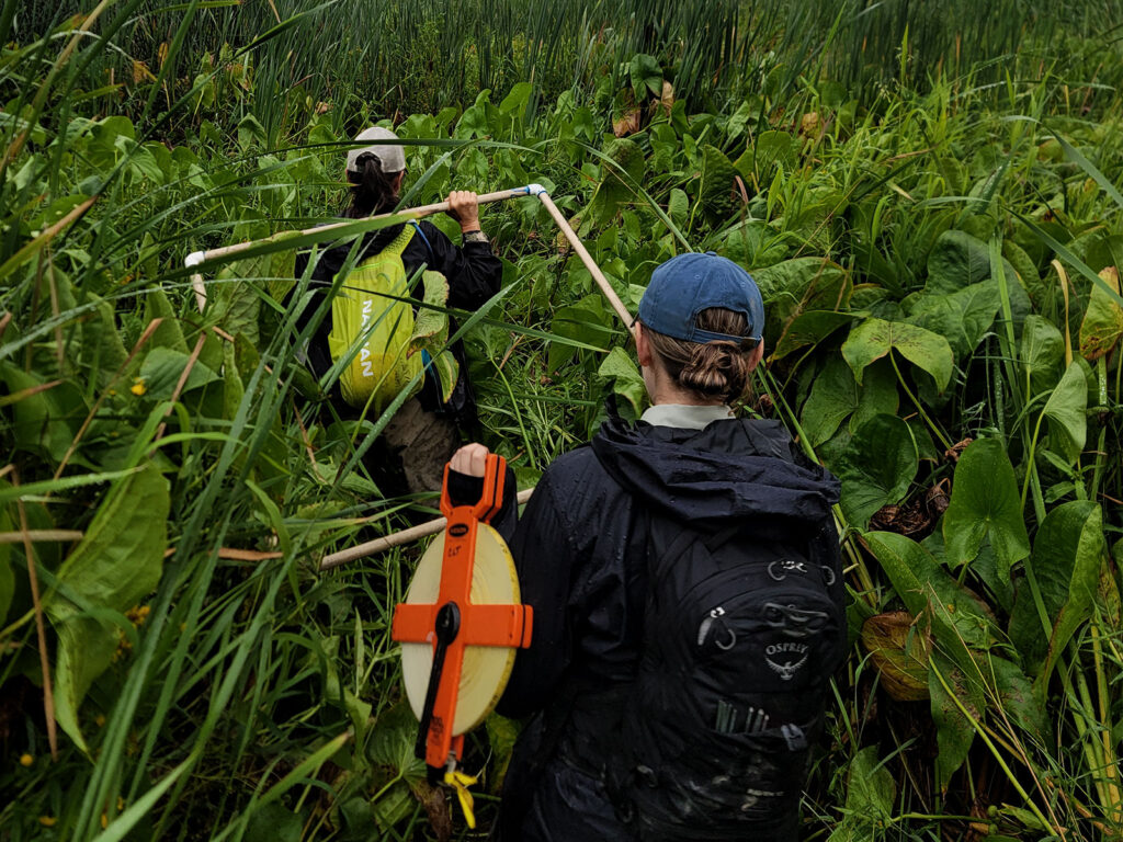 two people walk away through tall wapato plants carrying measuring implements like a large tape measure