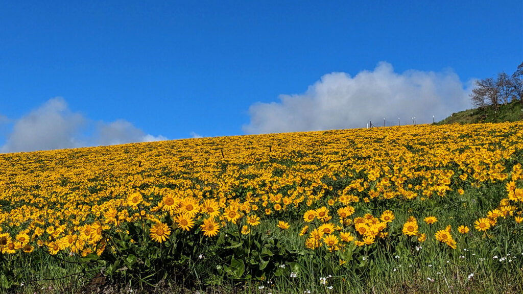 a vast field of yellow native wildflowers against a blue sky with a few clouds