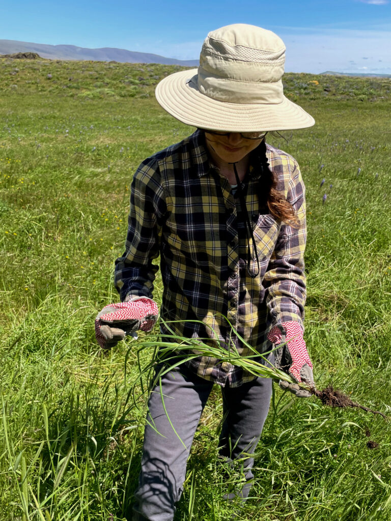 a woman wearing a large sun hat holds up an invasive piece of grass during a stewardship project