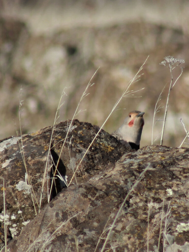 a northern flicker bird peeks out from behind a rock