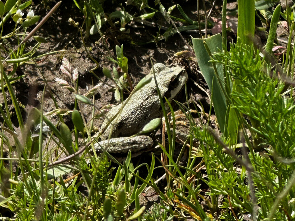 a small frog hides in the grass before hopping away