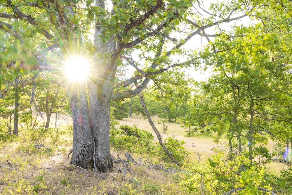 sunlight shines between the branches of a tall oak tree with smaller oaks in the distance