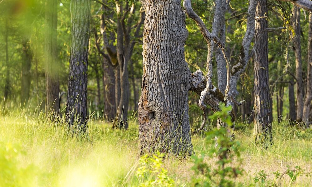 trunk of an oak tree surrounded by glass