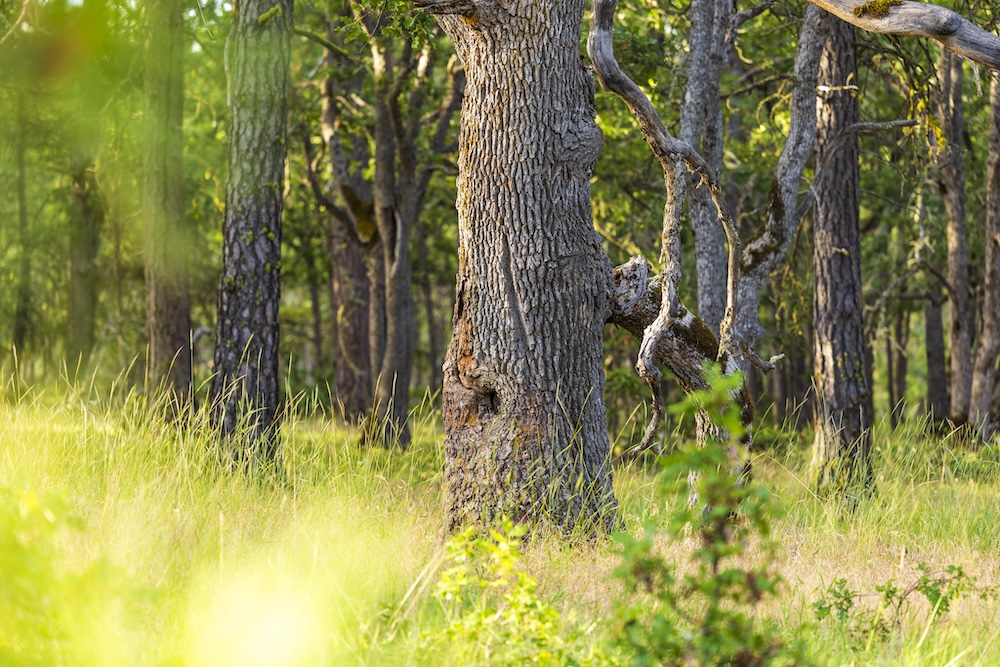 The return of sandhill cranes: Our fall wildlife tours continue with birdwatching opportunities at Cranes' Landing.