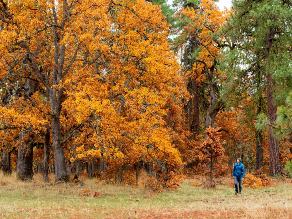 fall color oaks at Klickitat Oaks