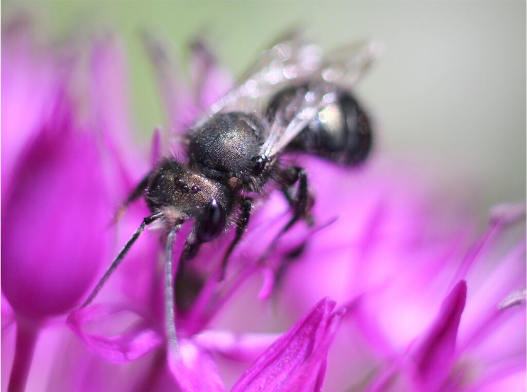 a mason bee on a bright purple flower