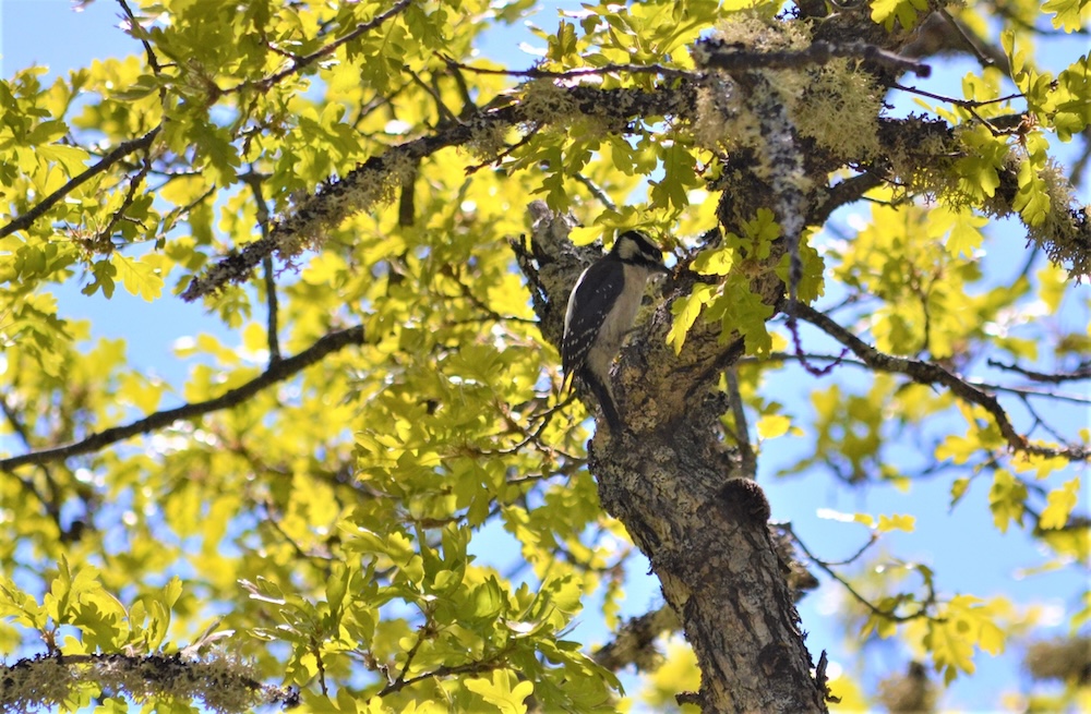 downy woodpecker sits in an oak tree