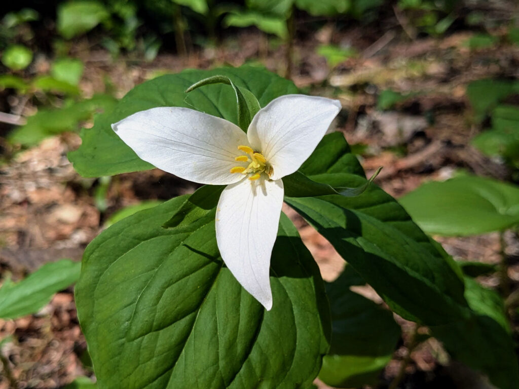 a close up view of a trillium flower with white pedals in bloom