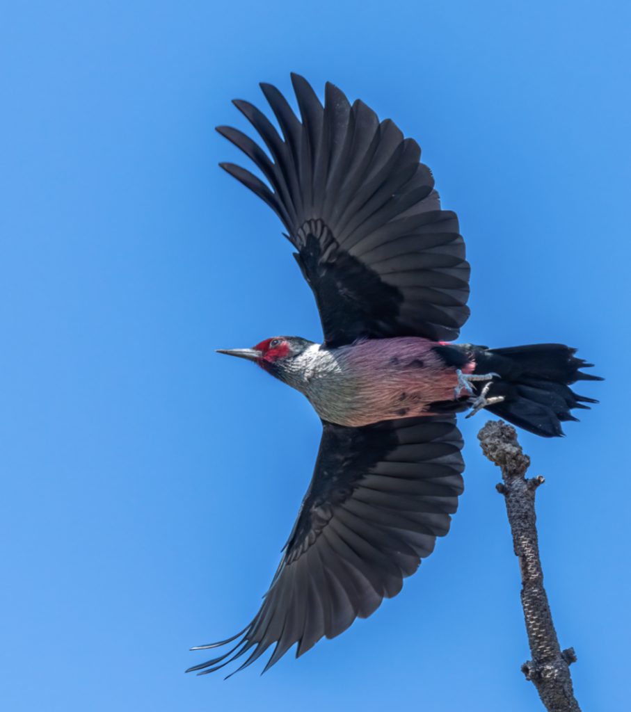 Screenshot 2026-02-12 at 1.18.05 PM