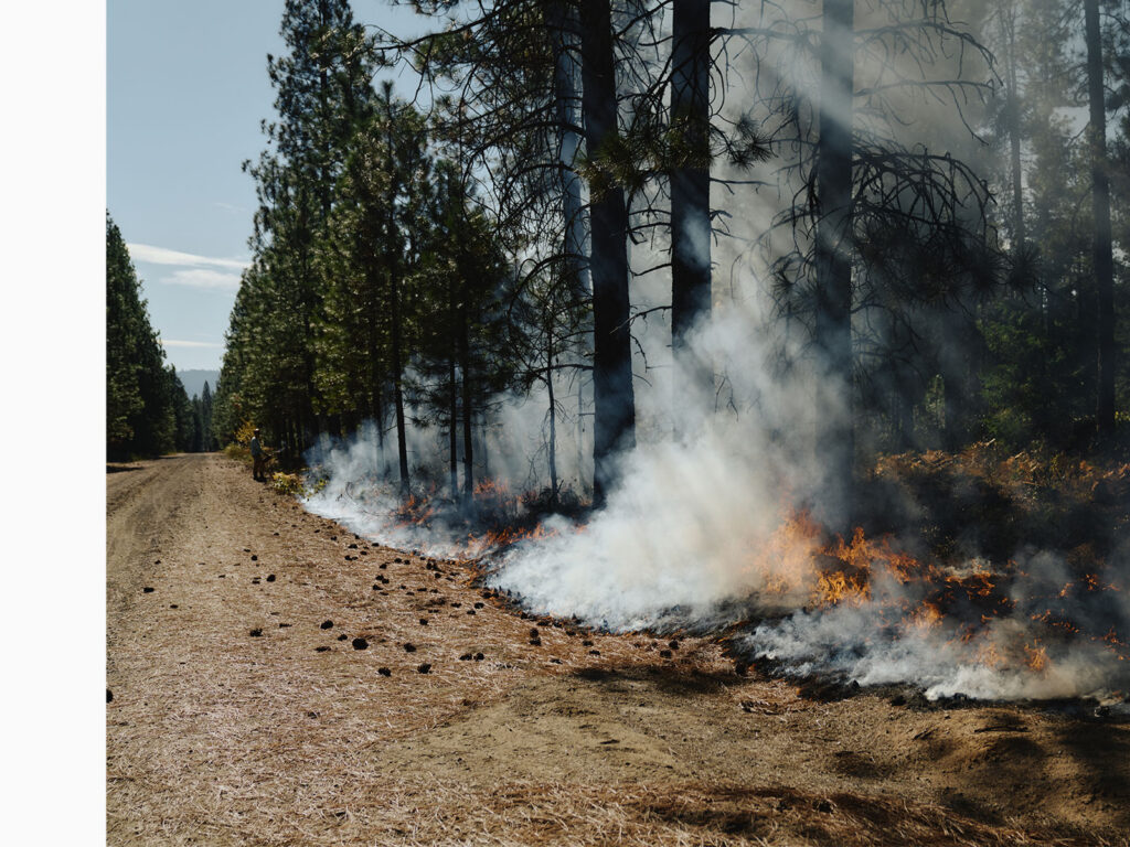 Burn line at a prescribed fire in Washington