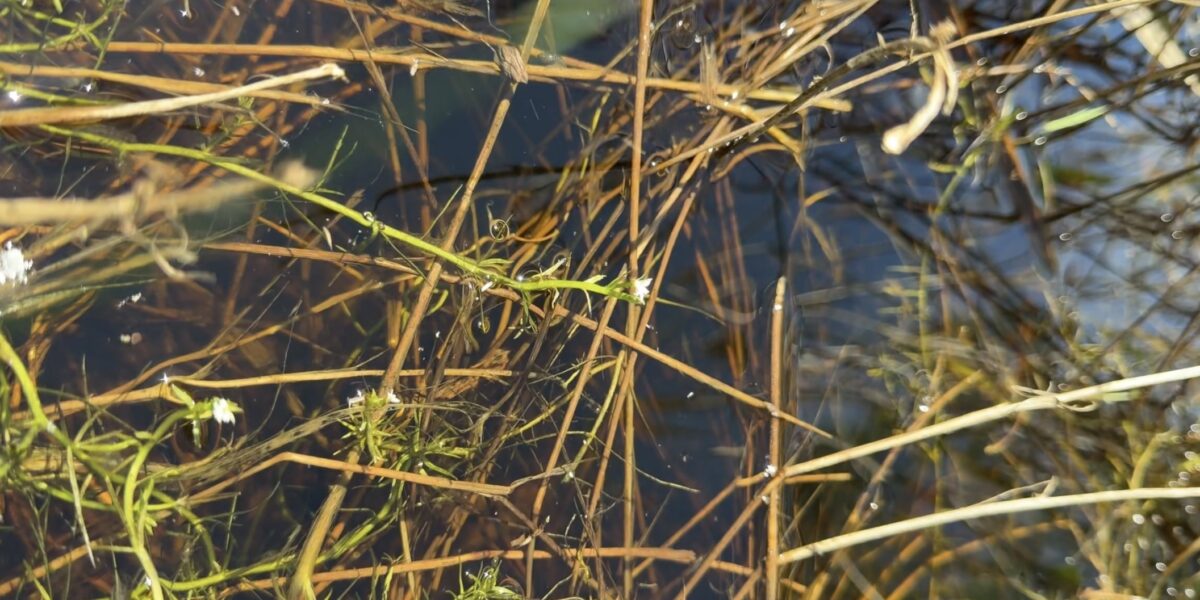 Rediscovery of Water Howellia: Part II