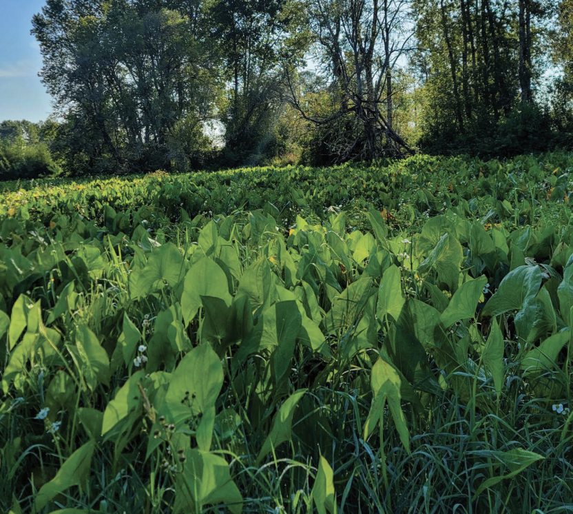 wapato field
