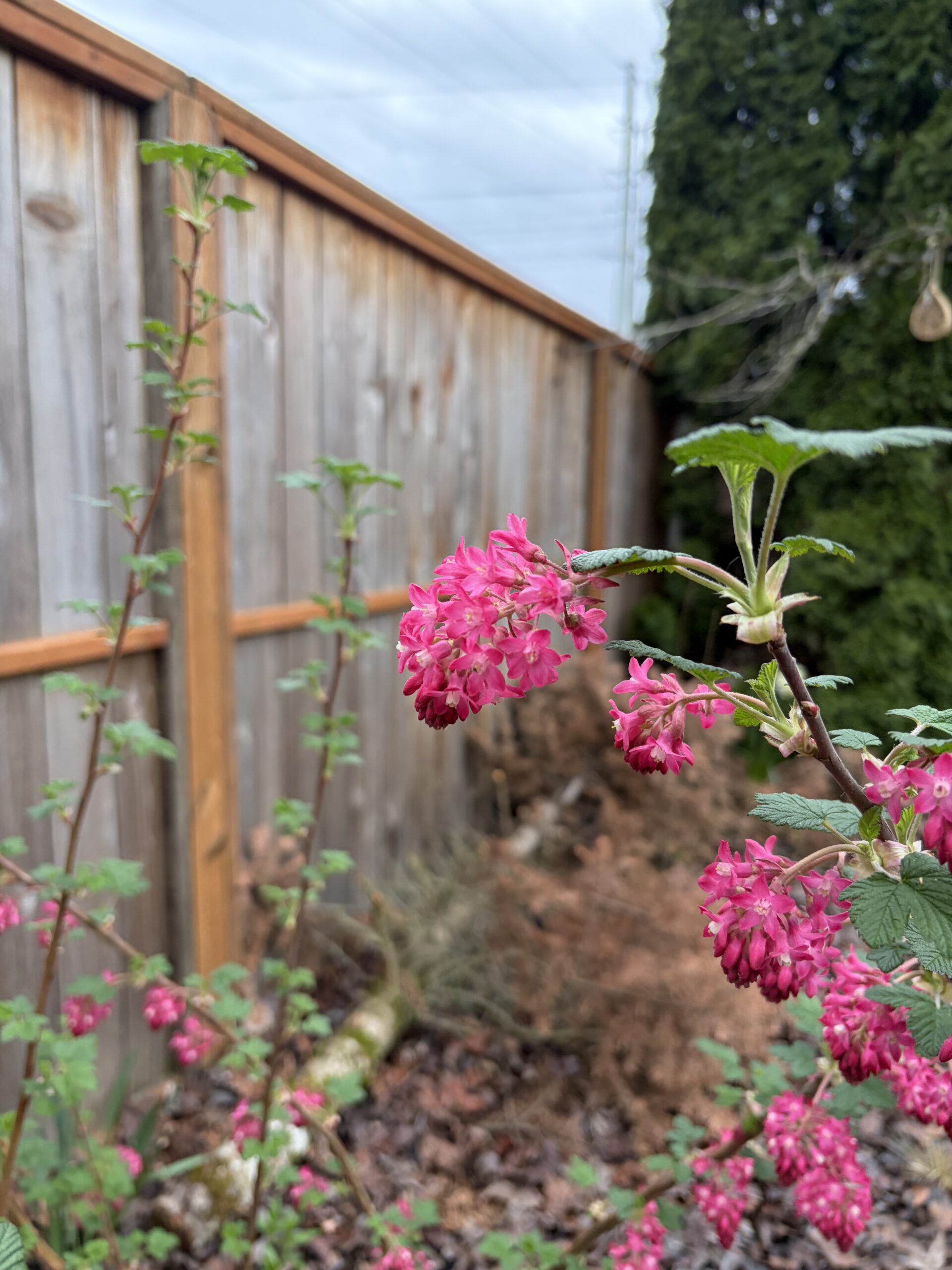 Bright red flowers blooming on a red-flowering currant in the Torres family’s Portland backyard